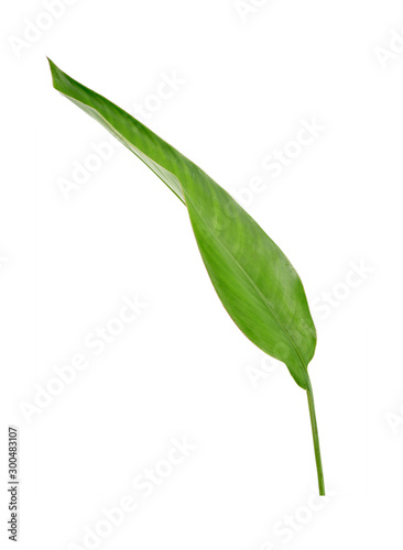 Green leaf isolated on white background. Heliconia leaf  tropical ornamental evergreen leaf.