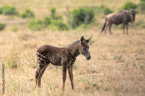 Profile of Tira, the zebra foal that was born with polka dots (spots) instead of stripes in the Masai Mara, Kenya, with a wildebeest in the background.