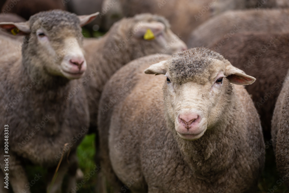 Fototapeta premium Pecore al pascolo in autunno