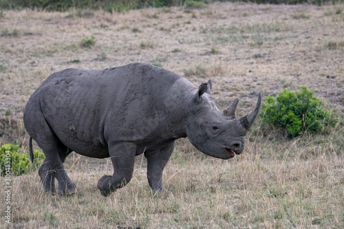 Profile of a critically endangered black rhinoceros (rhino) as it walks across the open grassland, in the rain,  in the Masai Mara, Kenya. photo