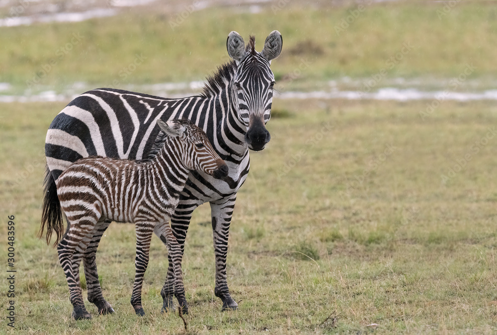 Naklejka premium A baby zebra huddles against its mother as it gets soaking wet in a sudden rainstorm. Image taken in the Masai Mara, Kenya.