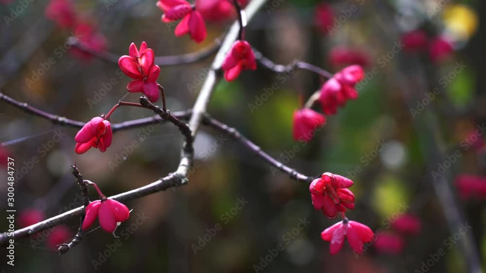 Spindle Tree, Red Cascade (Euonymus europaeus), autumn flowers - (4K) Spindle Tree, Red Cascade (Euonymus europaeus), autumn flowers - (4K)