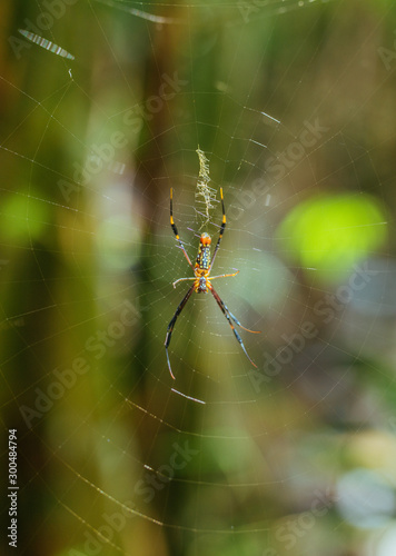 Yellow spider on the web in tropical Thailand Jungles