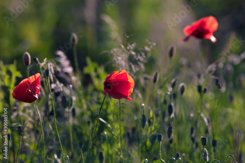 Country field with poppies in the summer.