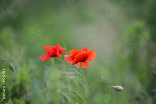 Wunderful summer field with poppies