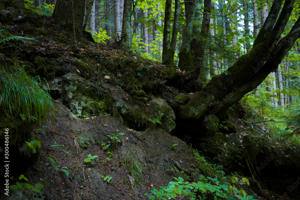 Beautiful green forest Beautiful green forest
