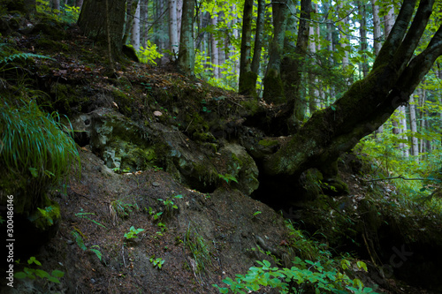 Beautiful green forest