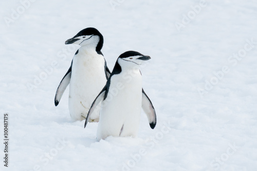 Antarctic Chin-Strap Penguins