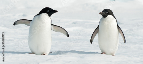 Antarctic Adelie penguins photo