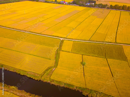 Mature rice in the field of highway and channel photo