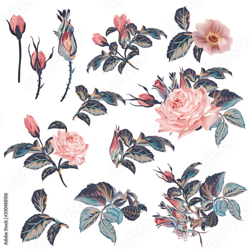 Collection of vector vintage roses in watercolor style