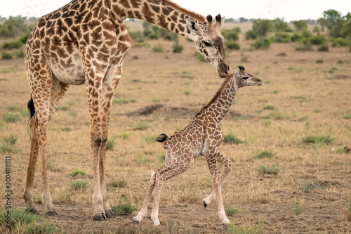 Mother giraffe tends to her newly born calf as it tries to walk on wobbly legs. Image taken in the Masai Mara, Kenya.