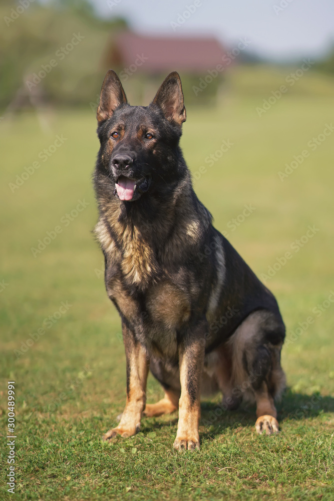 Sable German Shepherd dog sitting on a green grass in summer Sable German Shepherd dog sitting on a green grass in summer