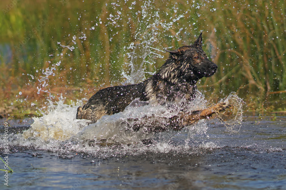 Fototapeta premium Happy wet sable German Shepherd dog jumping into water in summer