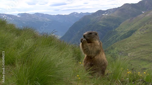 marmot in National Park , Murmeltier am Grossglockner , Austria