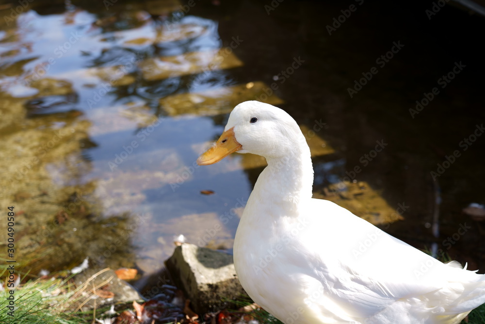 domestic duck domestic duck