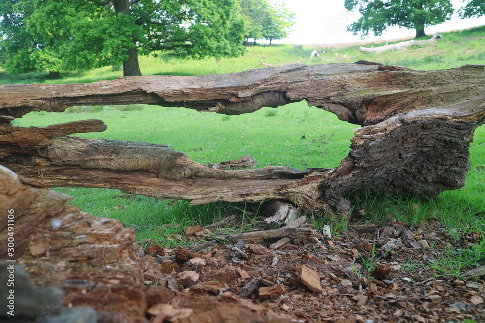 bark of tree 