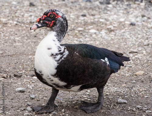 black headed goose