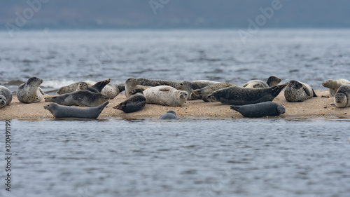 A herd of Harbor Seals hauled out on a sandbar.