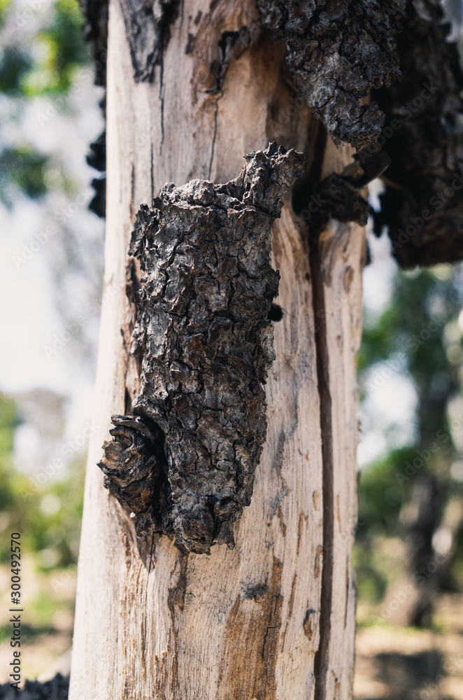 Fototapeta premium tree bark
