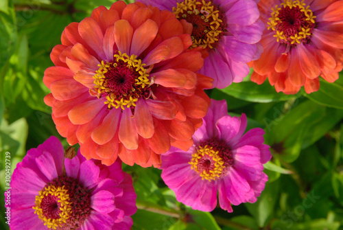 Pink and red zinnia flowers (Zinnia elegans ) top view photo