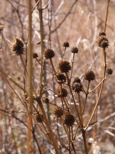 thistle in fall