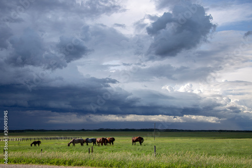 Fototapeta Naklejka Na Ścianę i Meble -  Prairie Storm Clouds Canada