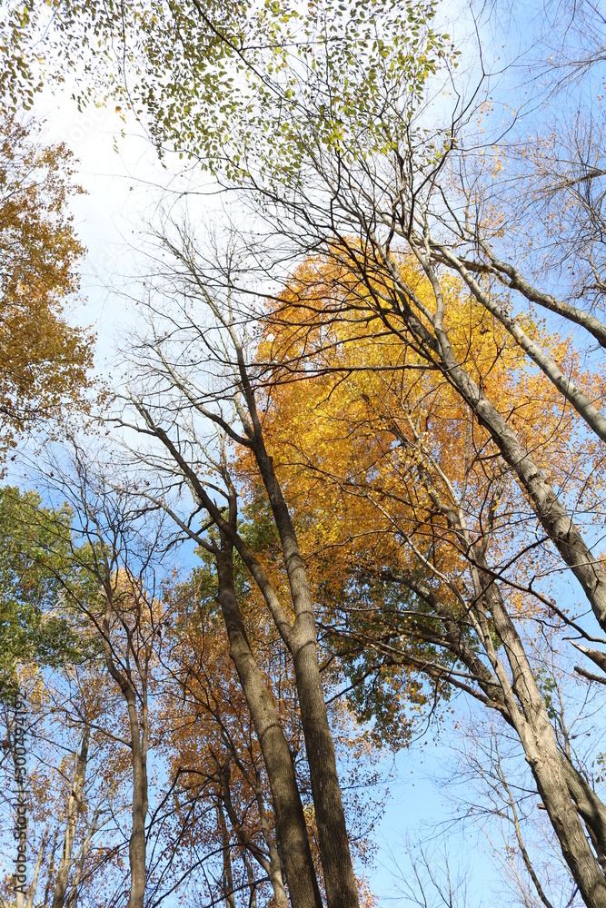 Fototapeta premium autumn majesty