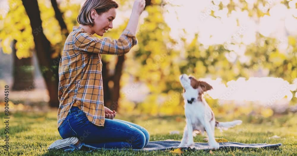 Woman Training Cute Puppy In The Park. SLOW MOTION. Cavalier King Charles Spaniel baby dog learning commands in sunny sunset outdoors, sit, down and jump, with laughing girl. Pet and owner love. 