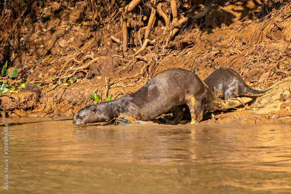 Fototapeta premium Giant River Otter #4