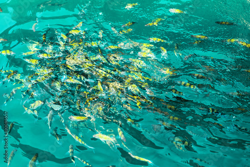 A flock of fish in sea water. A lot of colorful fish on the background of the sea, front focus, top view