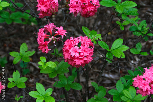 Blooming flower Rhododendron Azalea Homebush closeup fairy background, beautiful pink flower Azalea deciduous hombush with green leaves at the moment of flowering in early summer in botanical garden