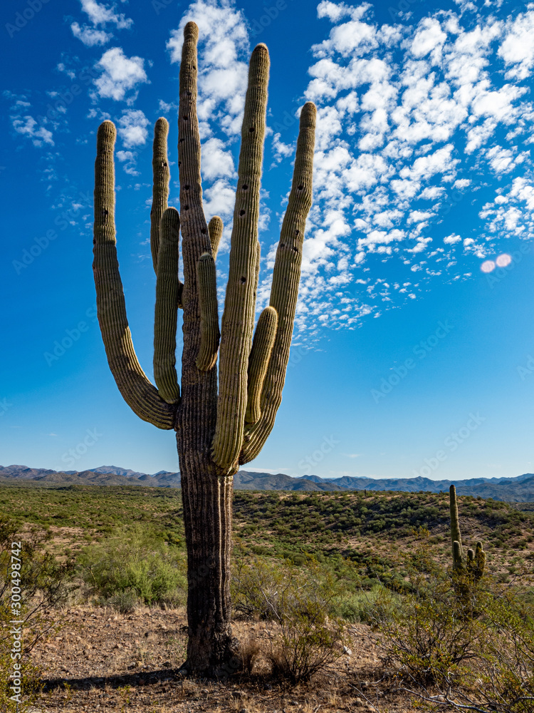 Saguaro 1