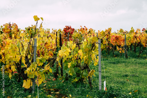  View of the vineyard of Champagne during autumn in the countryside of Reims in France