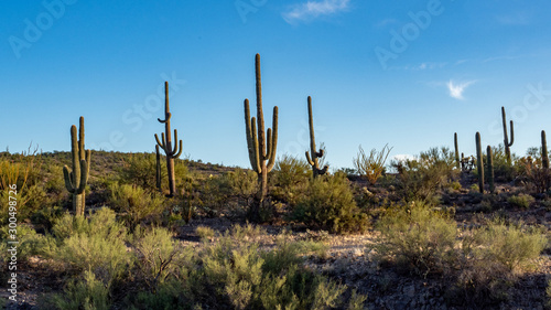 Saguaro 2 © Kelly Haller
