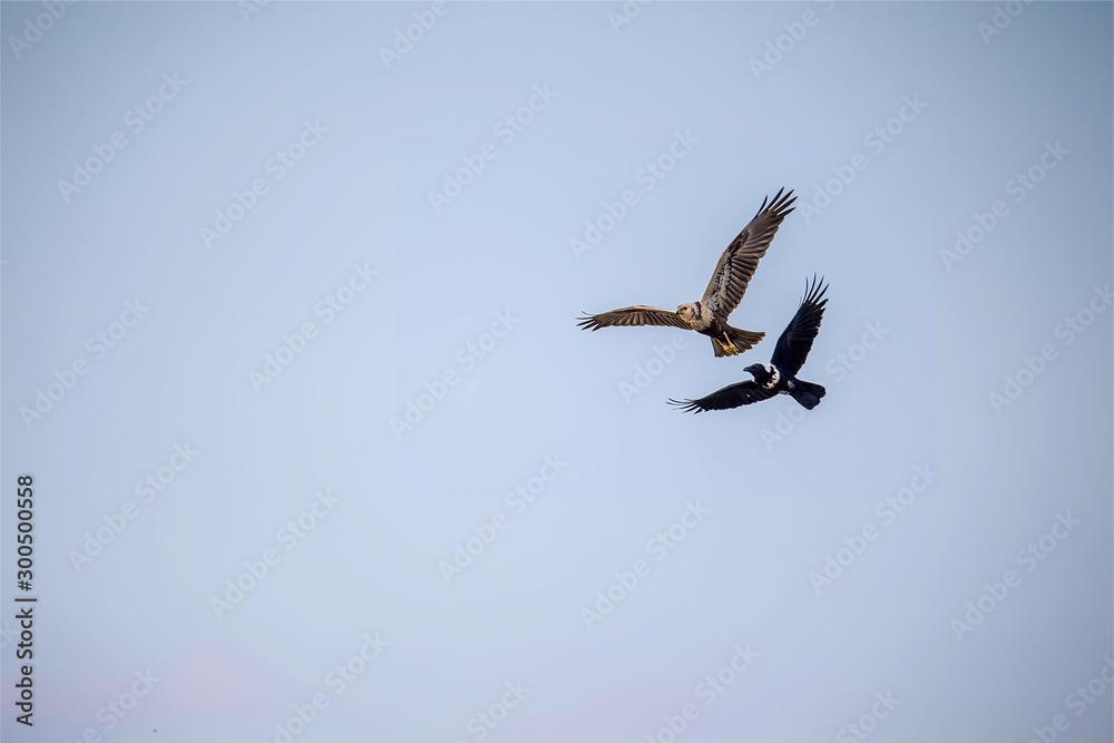 Fototapeta premium Eastern Marsh Harrier (Circus spilonotus) and Collared Crow (Corvus torquatus) in Mai Po Nature Reserve, Hong Kong