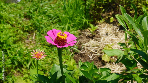 zinnia flower in garden field	