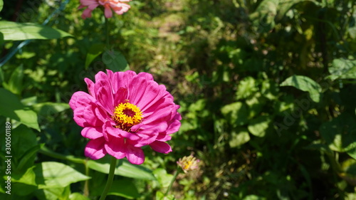 zinnia flower in garden field 