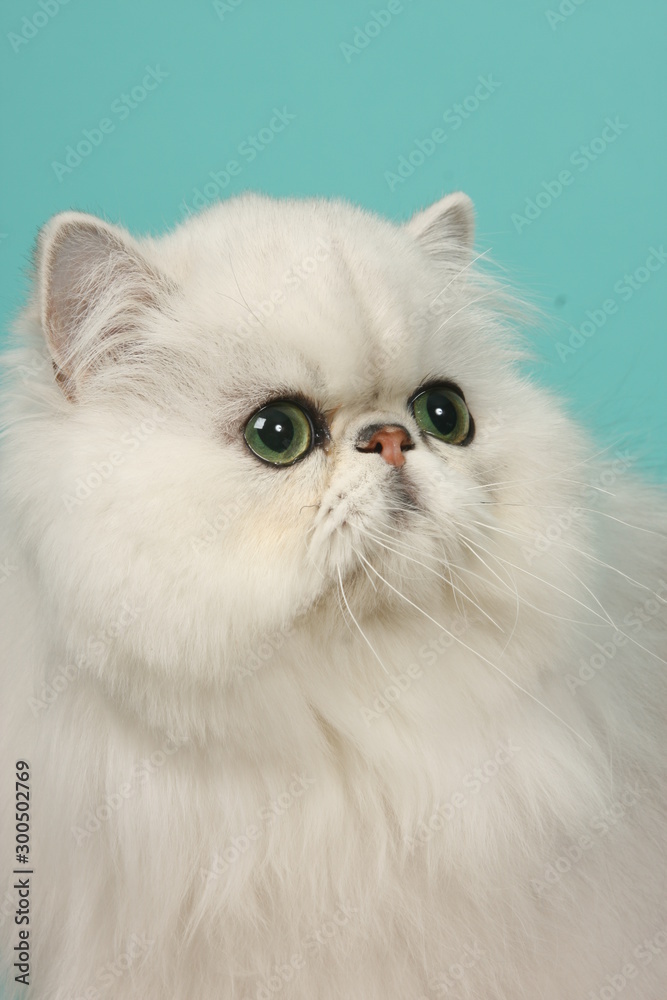 chaton persan, portrait