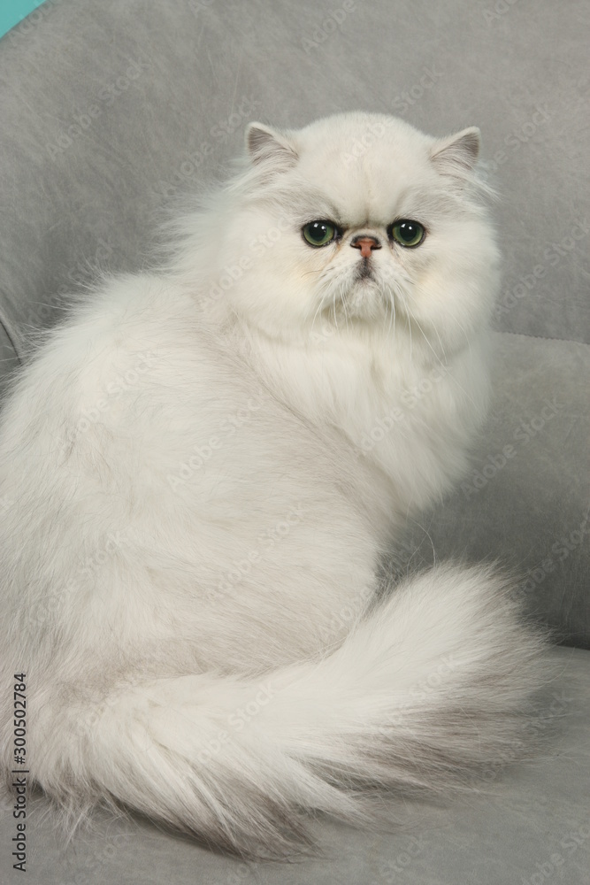 Fototapeta premium chat persan