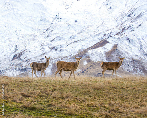 Wild deer andsnowy mountains