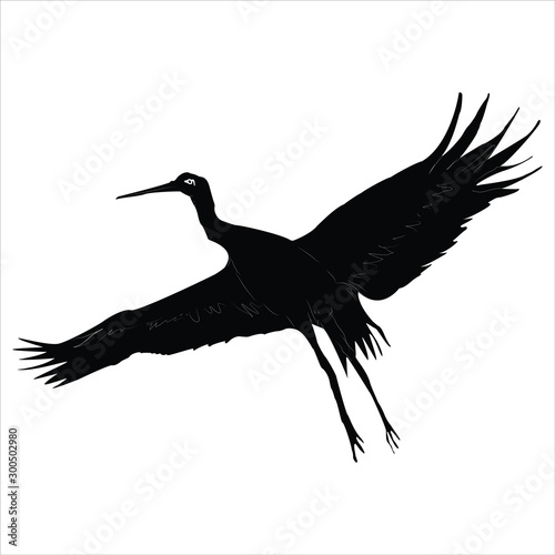 Stork, bird with spread wings