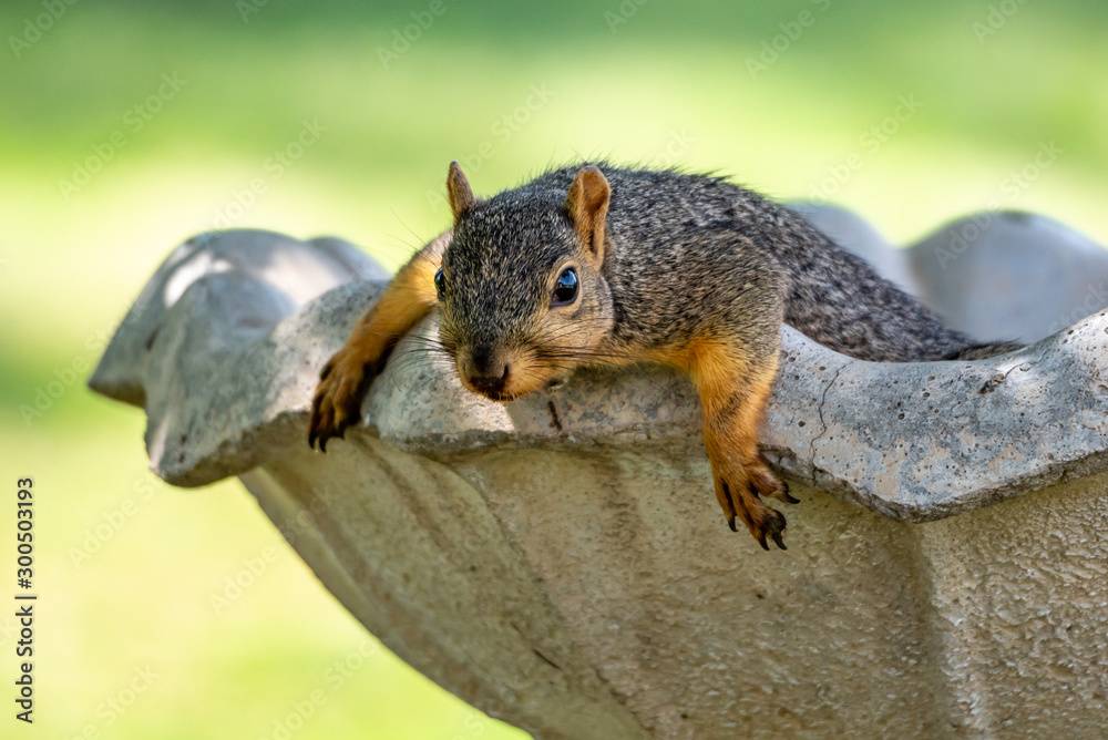 Obraz premium Lazy Squirrel