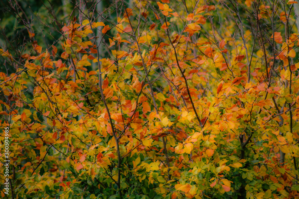 Closeup of tree leaves in autumn from France in late afternoon Closeup of tree leaves in autumn from France in late afternoon