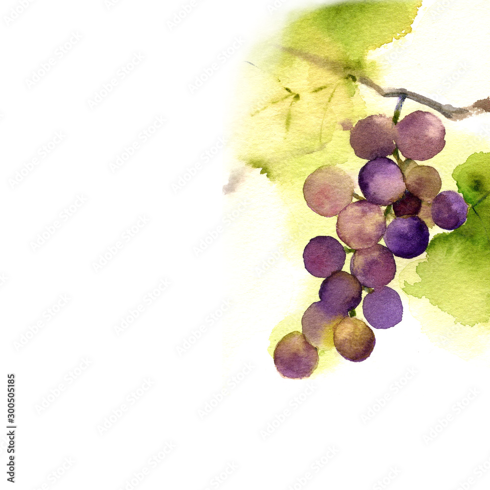 葡萄花水彩画stock Illustration Adobe Stock