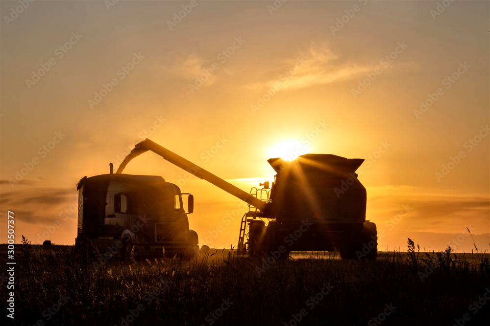 Fototapeta premium Harvest Sunset Canada