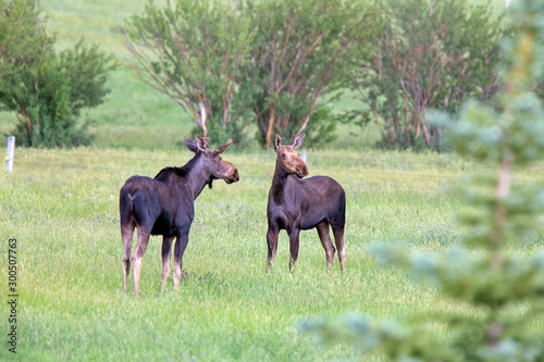 Prairie Moose Canada © pictureguy32