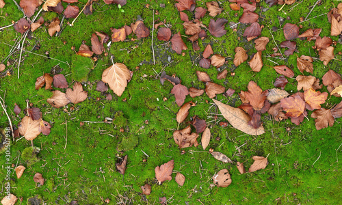 Leaves on green moss close up. Autumn pattern background for design, big size.