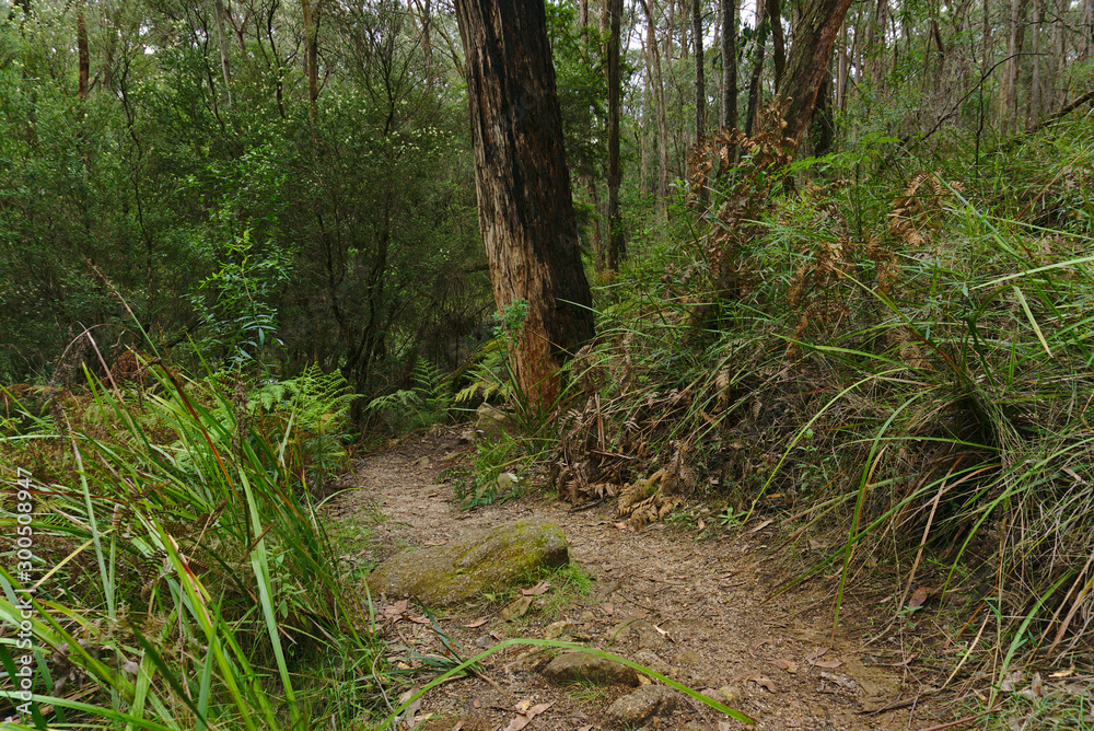 Walking path surrounded by tall trees and wild green plants Walking path surrounded by tall trees and wild green plants
