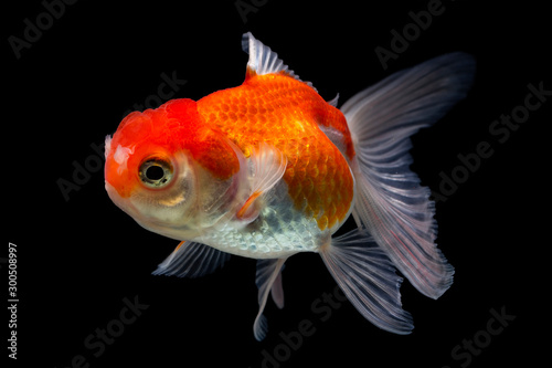 oranda goldfish with black background